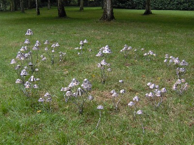 Fairy Ring